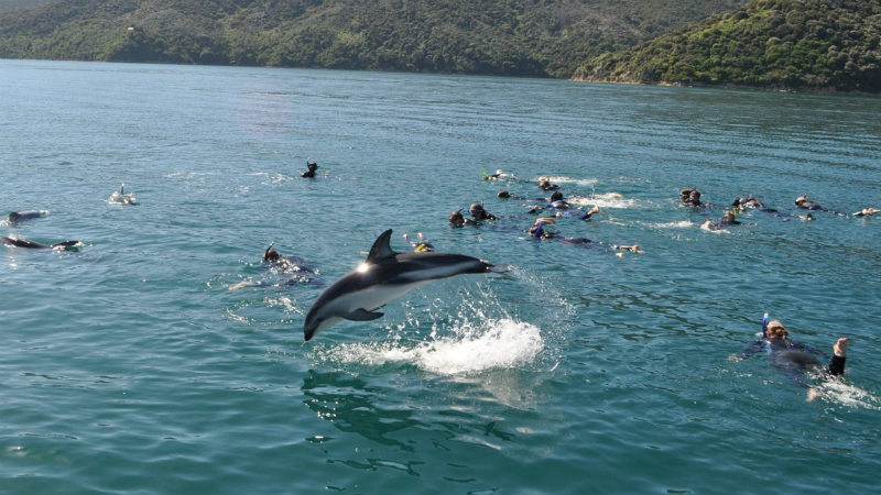 Swim with the dolphins and be at one with nature in the calm waters of New Zealand’s beautiful Marlborough Sounds!